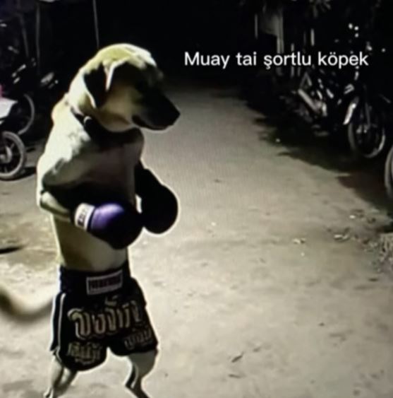 sercanlarhaha2 aşurev1